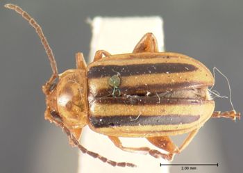 Media type: image; Entomology 18751   Aspect: habitus dorsal view